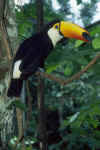 Tropicaltoucan.jpg (330216 bytes)