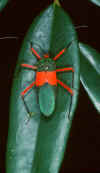 assasinbug.jpg (340401 bytes)