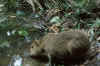 capybara.jpg (428816 bytes)