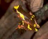 speckledfrog.jpg (226145 bytes)