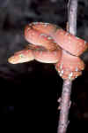 treeboa.jpg (250959 bytes)