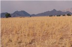 Desert Panorama