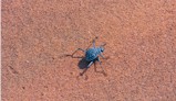 Beetle uses carapace to condense morning fog