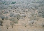 View of Kruger National Park near Orpen Gate