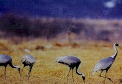 Undisturbed inhabitants of the DMZ