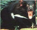 Tasmanian Devil