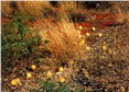 Red dust, desert fruits