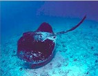 A giant black sting ray at Osprey Reef