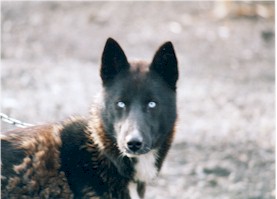 Blue eyed dogs are best