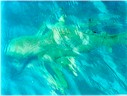 A bunch of inquisitive tiger sharks come to investigate the boat